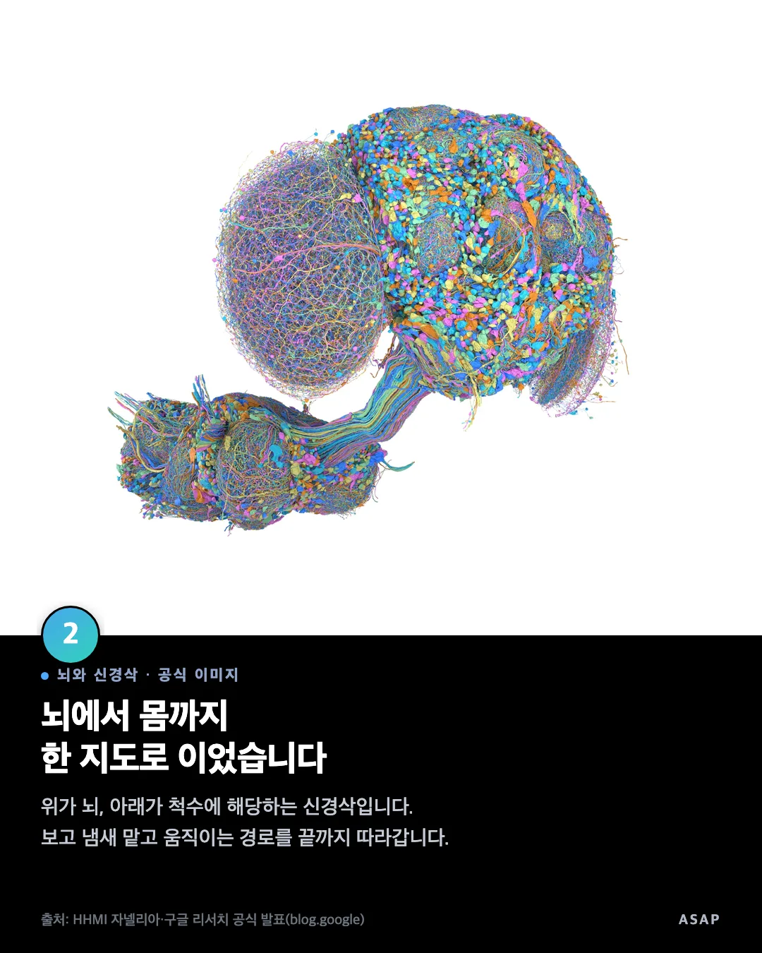 뇌와 신경삭 · 공식 이미지 뇌에서 몸까지 한 지도로 이었습니다 위가 뇌, 아래가 척수에 해당하는 신경삭입니다. 보고 냄새 맡고 움직이는 경로를 끝까지 따라갑니다. 출처: HHMI 자넬리아·구글 리서치 공식 발표(blog.google)